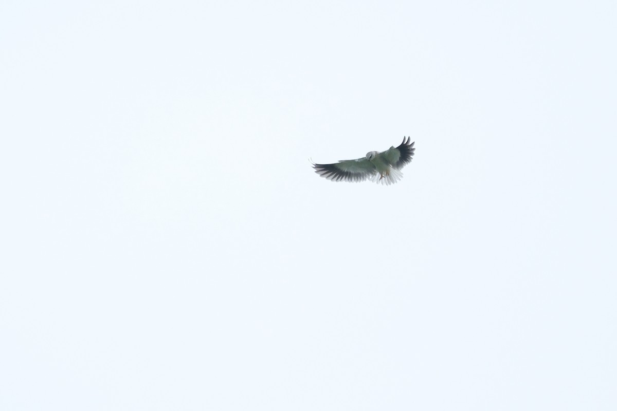 Black-winged Kite - ML620512812