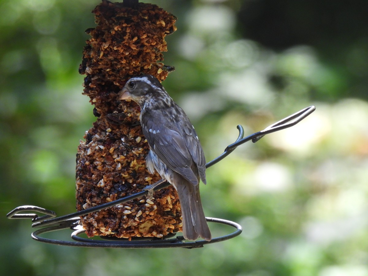 Rose-breasted Grosbeak - ML620512813