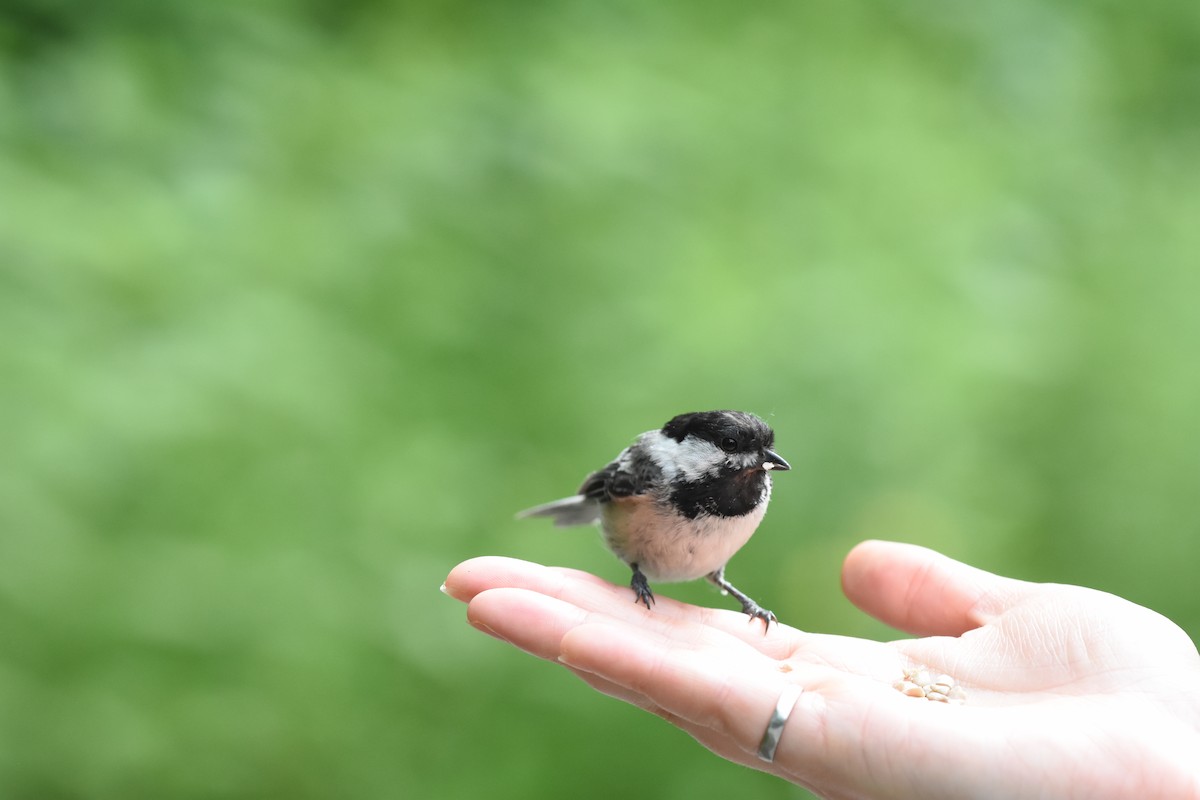 Black-capped Chickadee - ML620512816