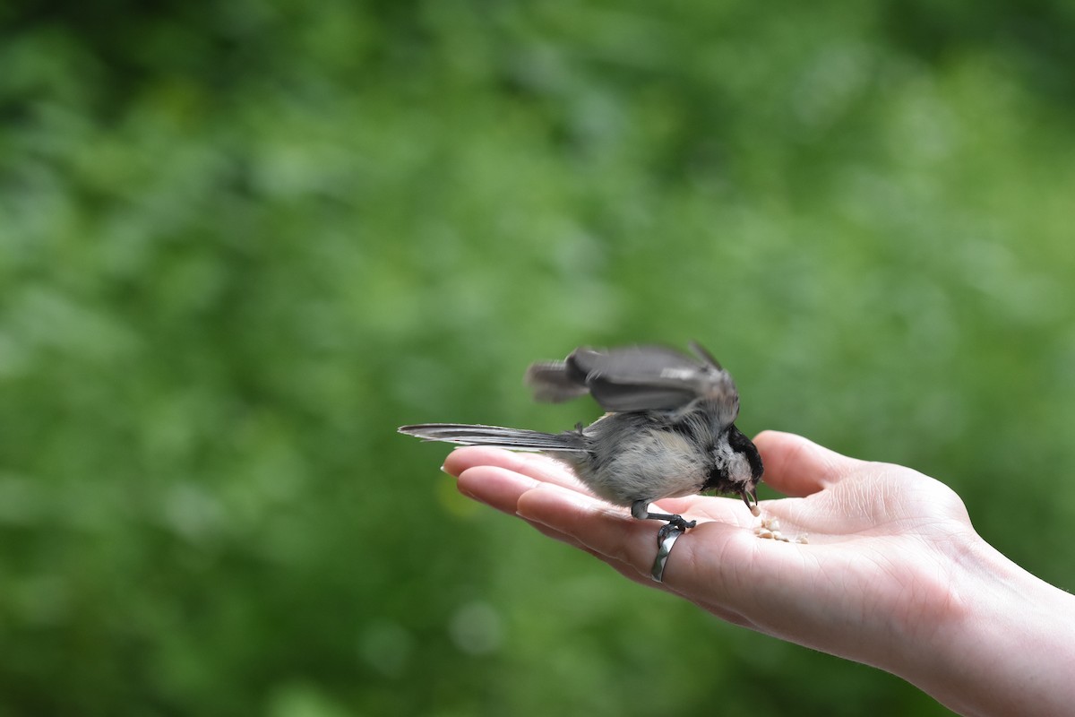 Black-capped Chickadee - ML620512818