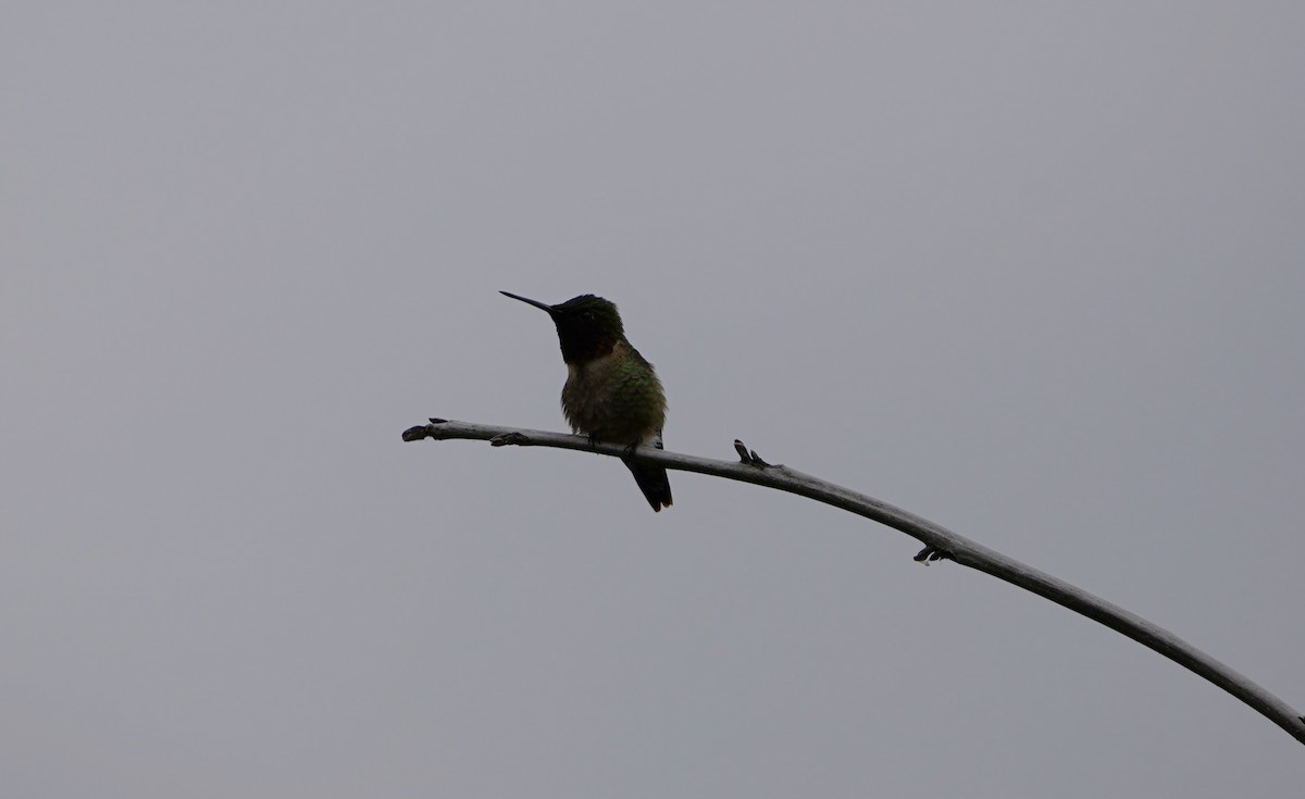 Ruby-throated Hummingbird - ML620512825