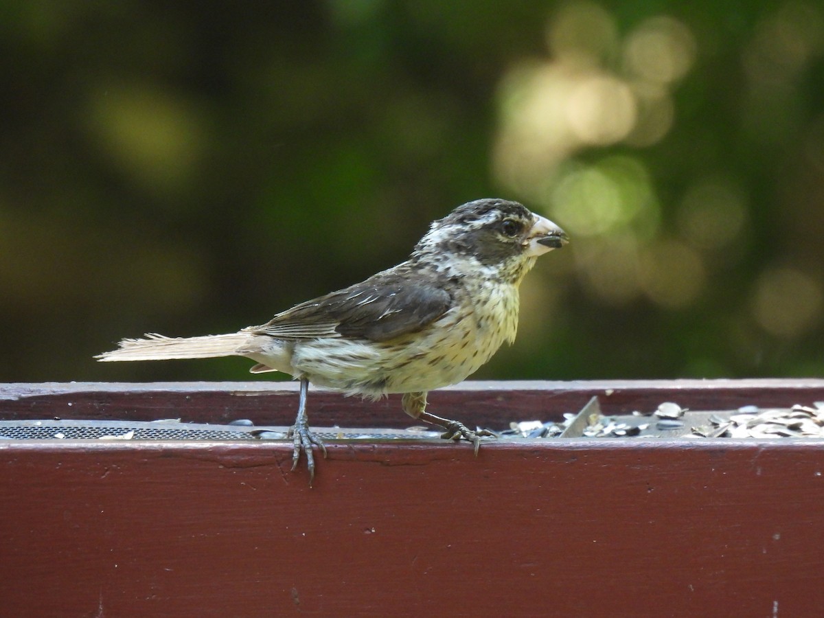 Rose-breasted Grosbeak - ML620512827