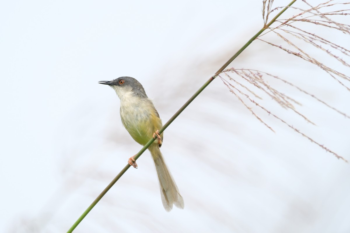 Yellow-bellied Prinia - ML620512830