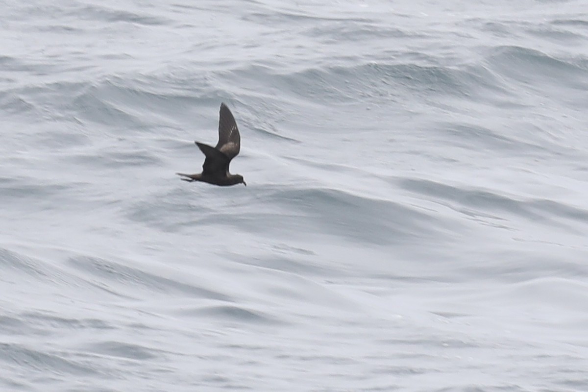 Black Storm-Petrel - ML620512843