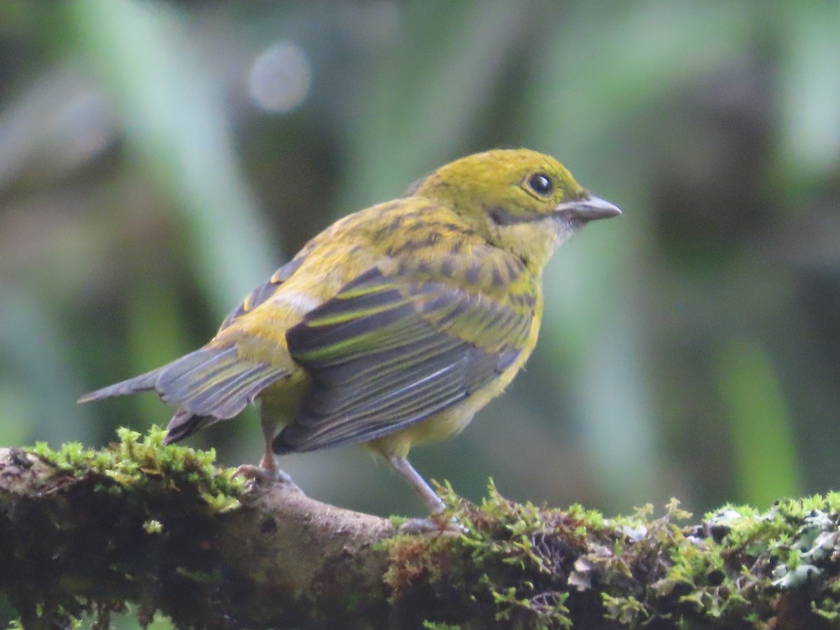 Silver-throated Tanager - ML620512854