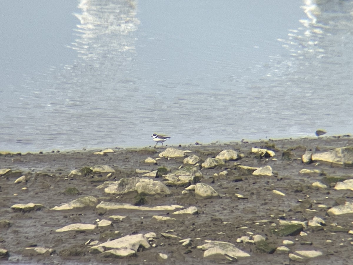 Semipalmated Plover - ML620512855