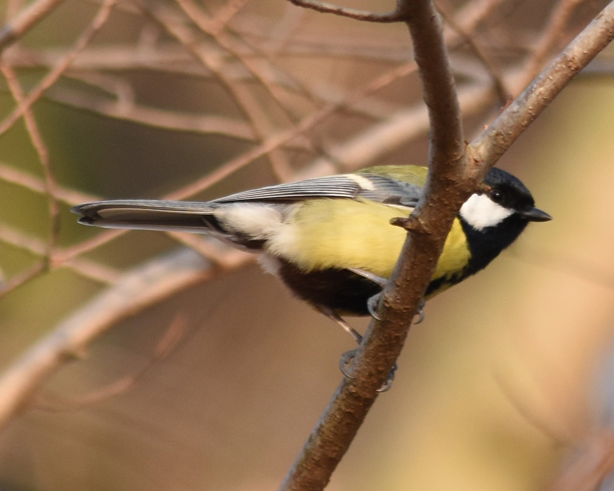 Great Tit - Jeff Ladderud