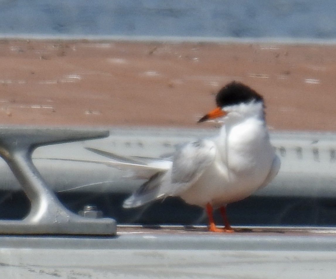 Forster's Tern - ML620512861