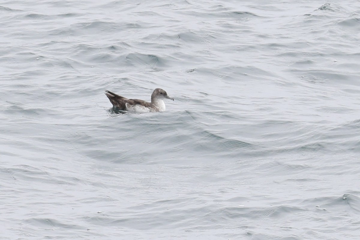 Black-vented Shearwater - ML620512863