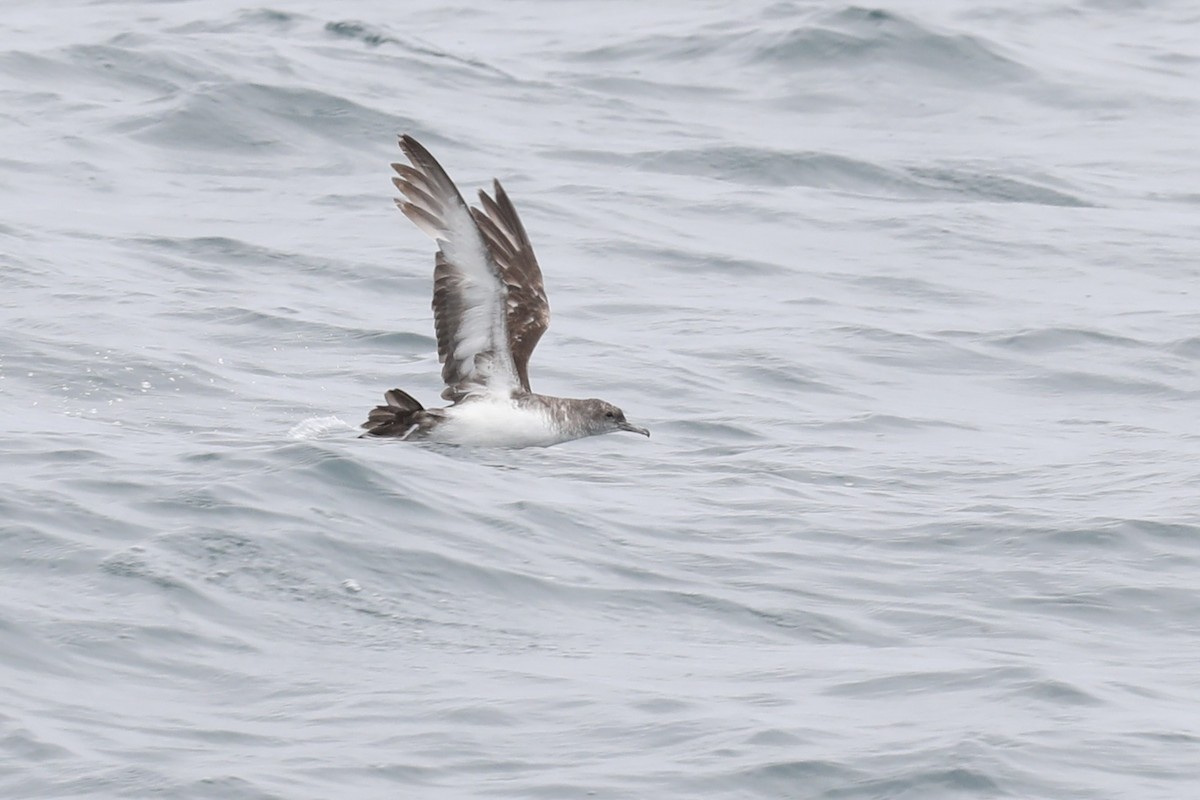 Black-vented Shearwater - ML620512864