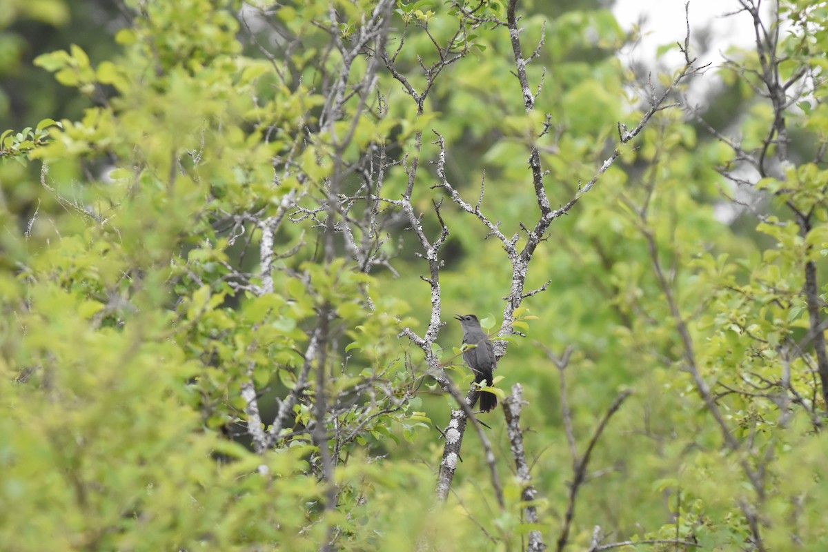 Gray Catbird - ML620512866