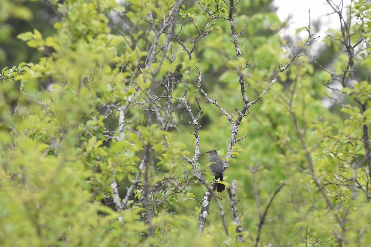 Gray Catbird - Jason Coil