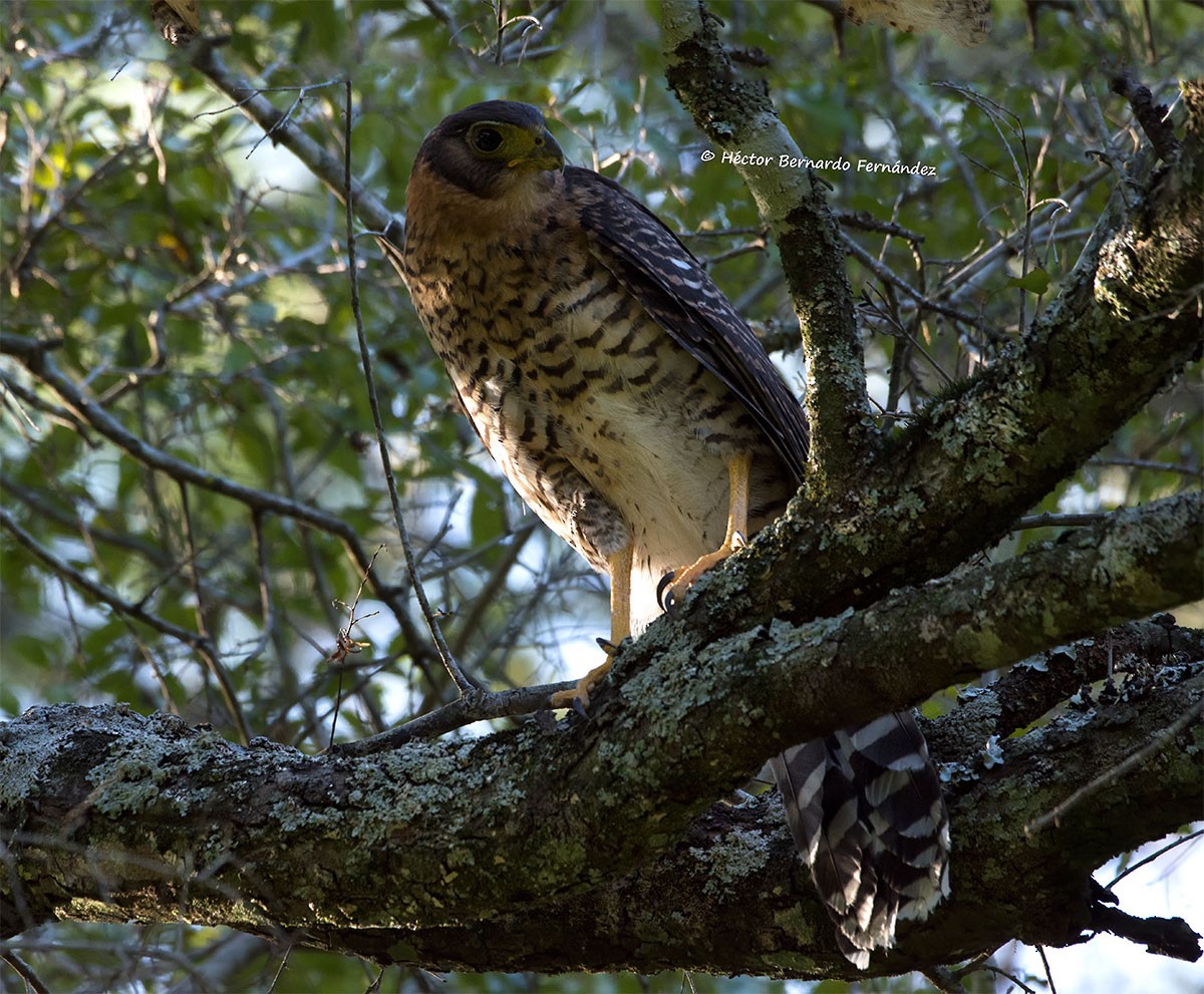 クビワモリハヤブサ - ML620512868