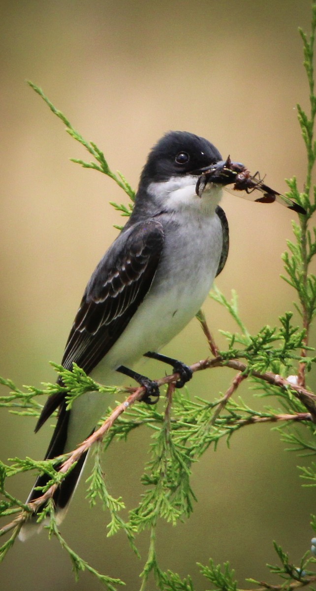 Eastern Kingbird - ML620512870