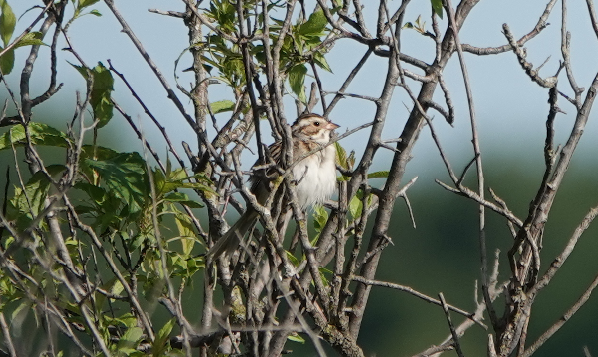 Clay-colored Sparrow - ML620512874