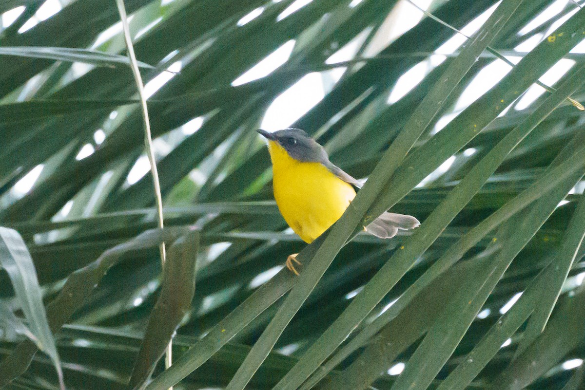 Gray-and-gold Warbler - ML620512881