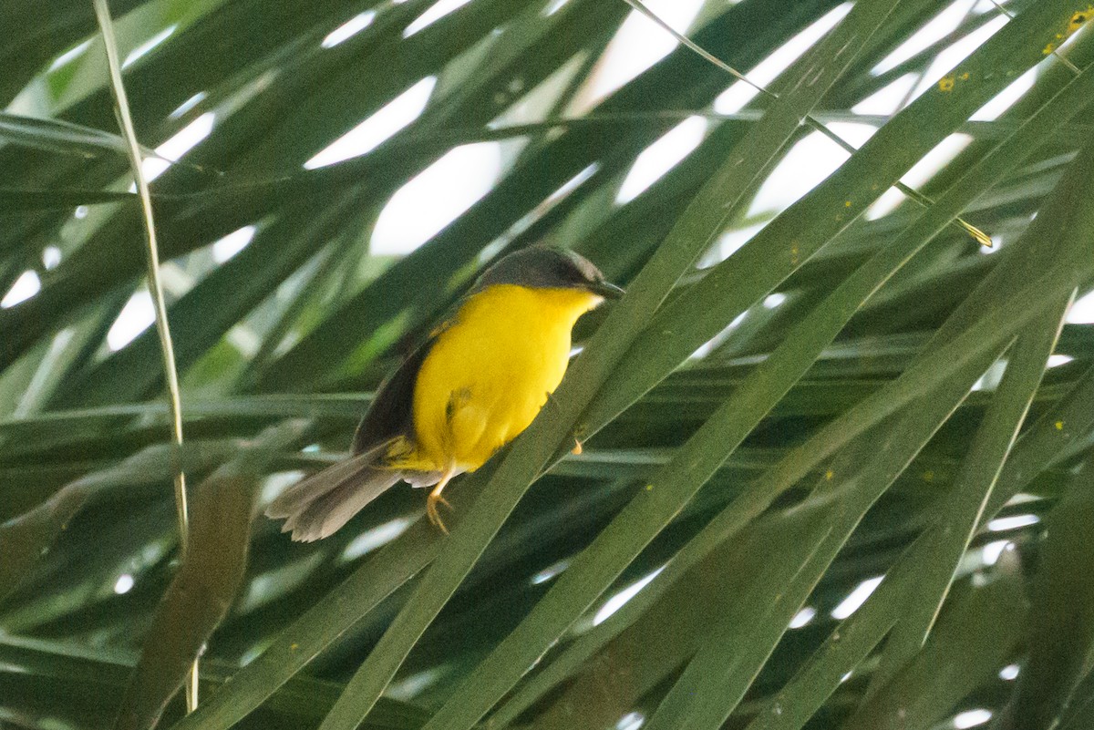 Gray-and-gold Warbler - ML620512882