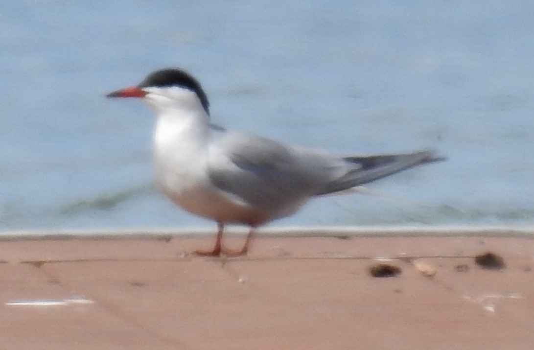 Common Tern - Richard Klauke