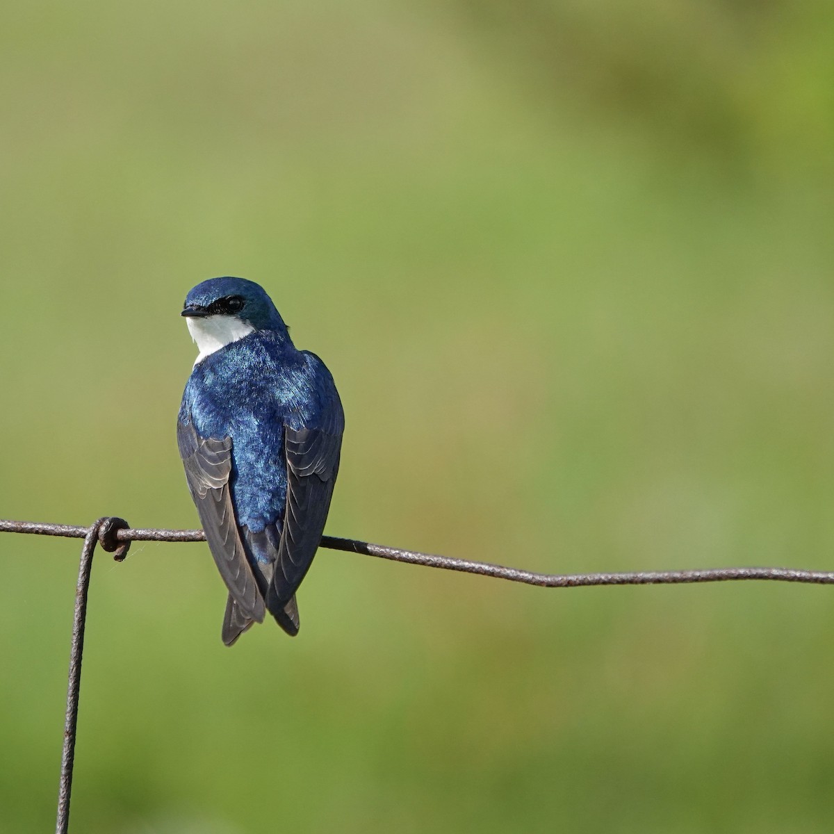 Tree Swallow - ML620512888