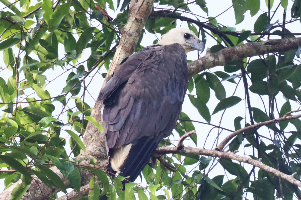 White-bellied Sea-Eagle - ML620512890