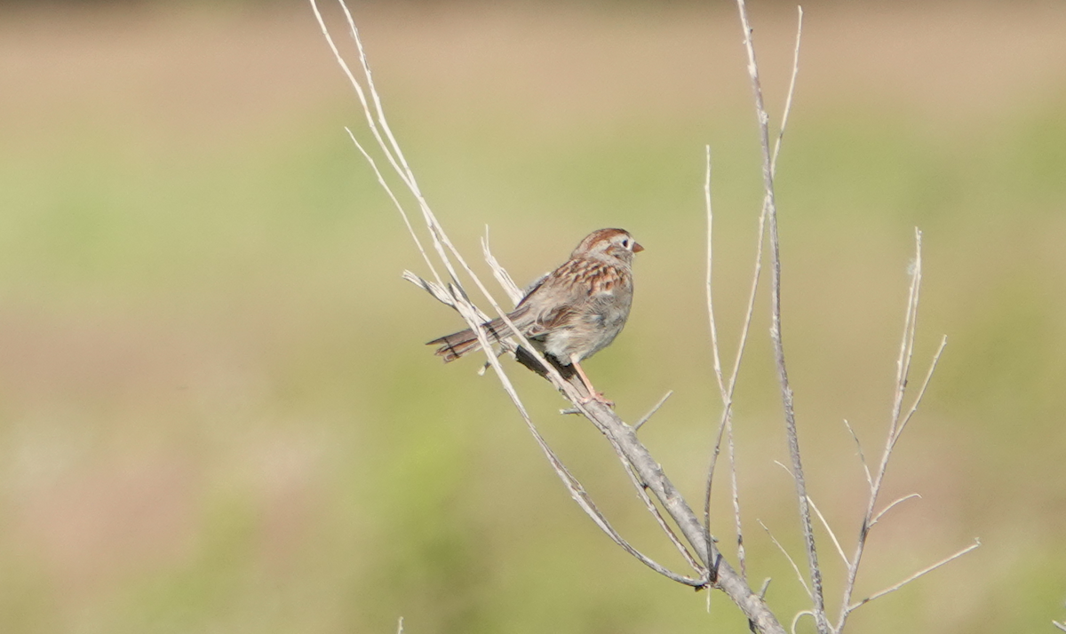Field Sparrow - ML620512892