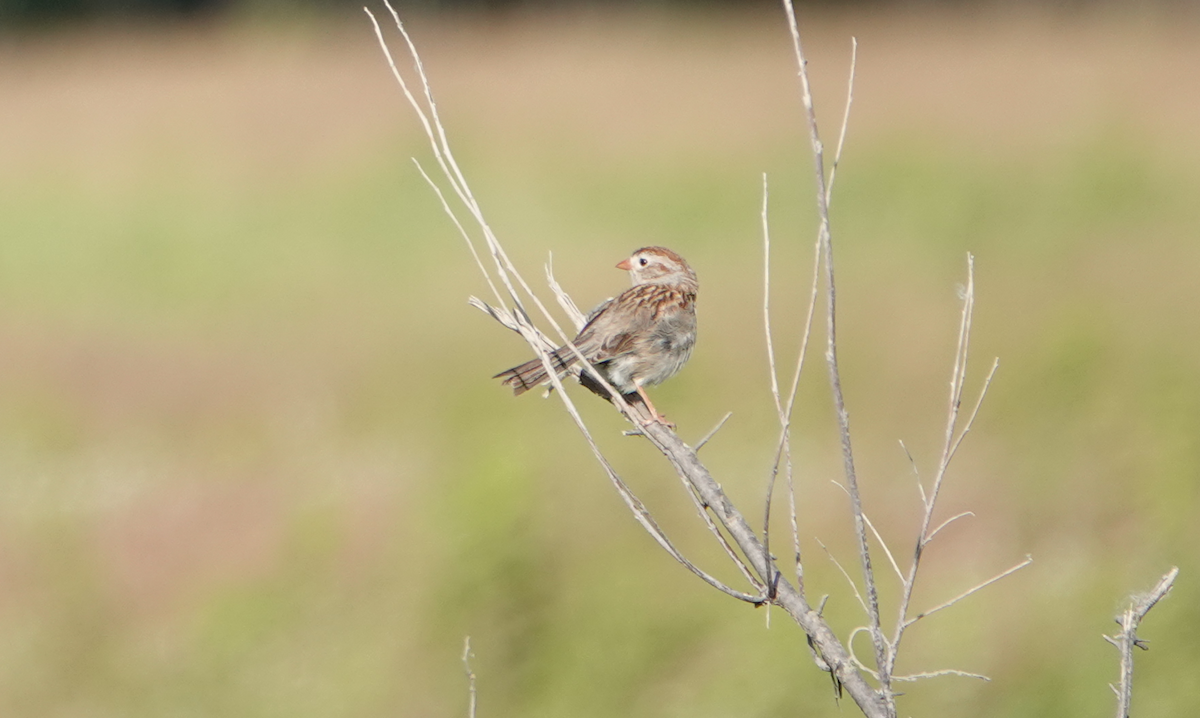 Field Sparrow - ML620512893