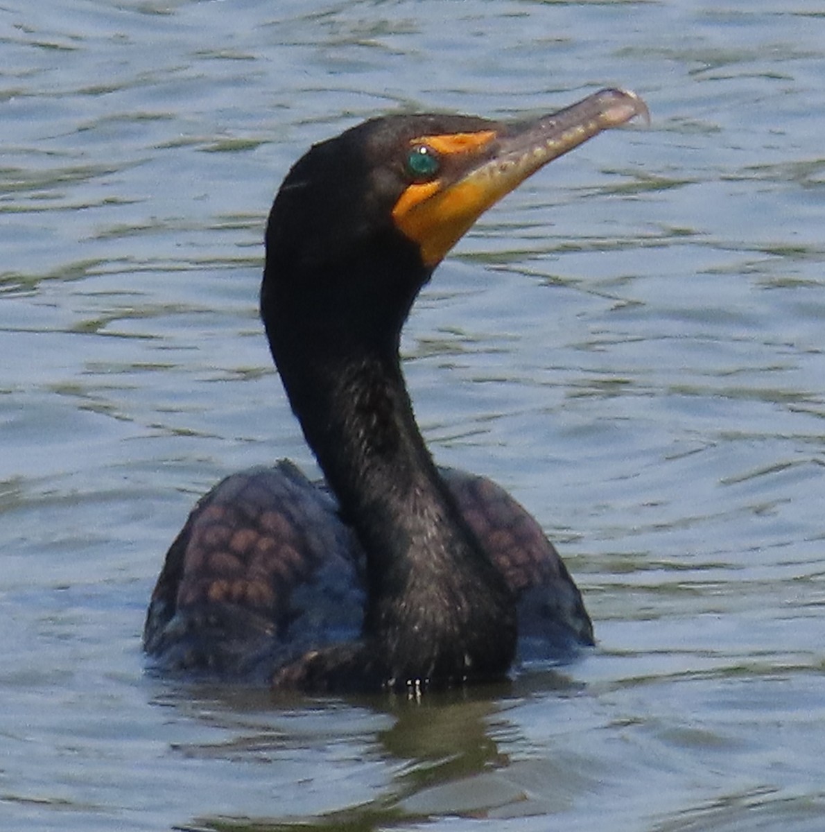 Cormorán Orejudo - ML620512896