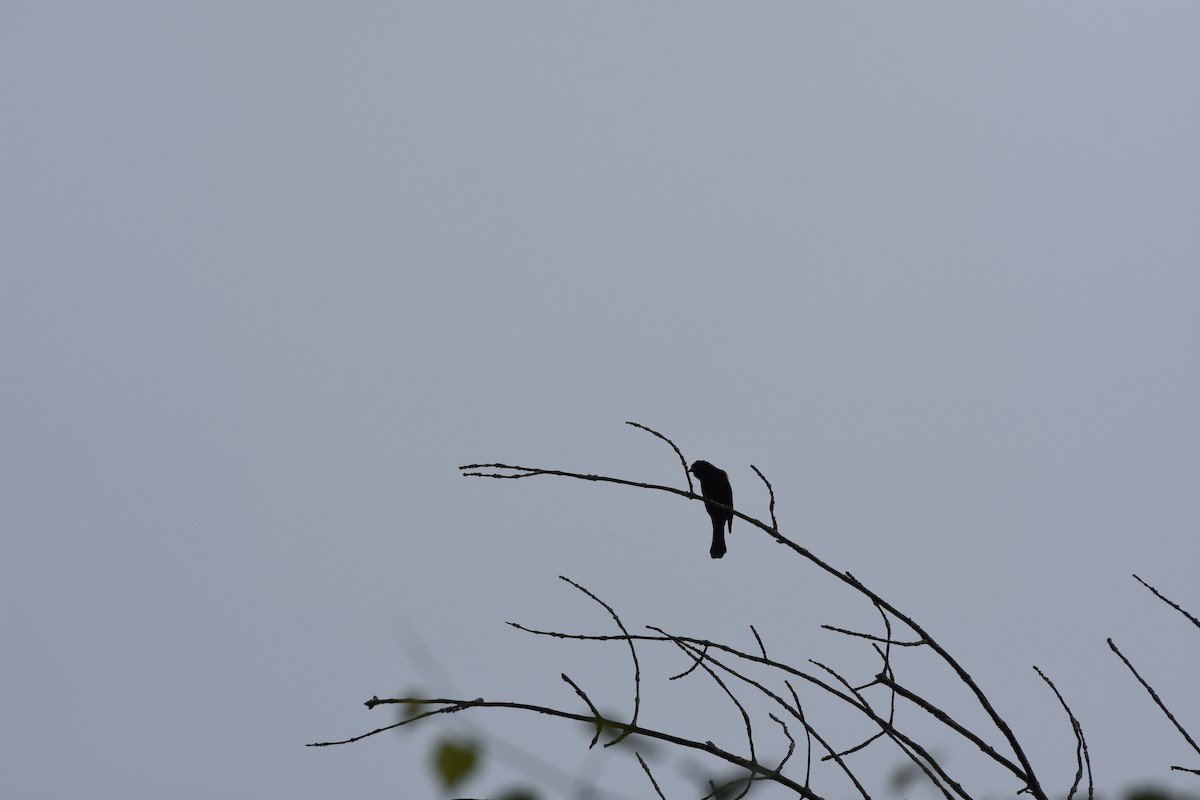 Red-winged Blackbird - ML620512899