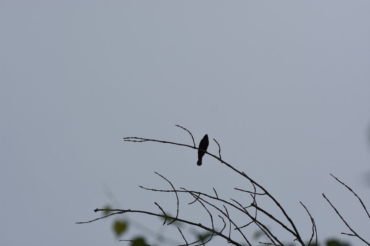 Red-winged Blackbird - ML620512900