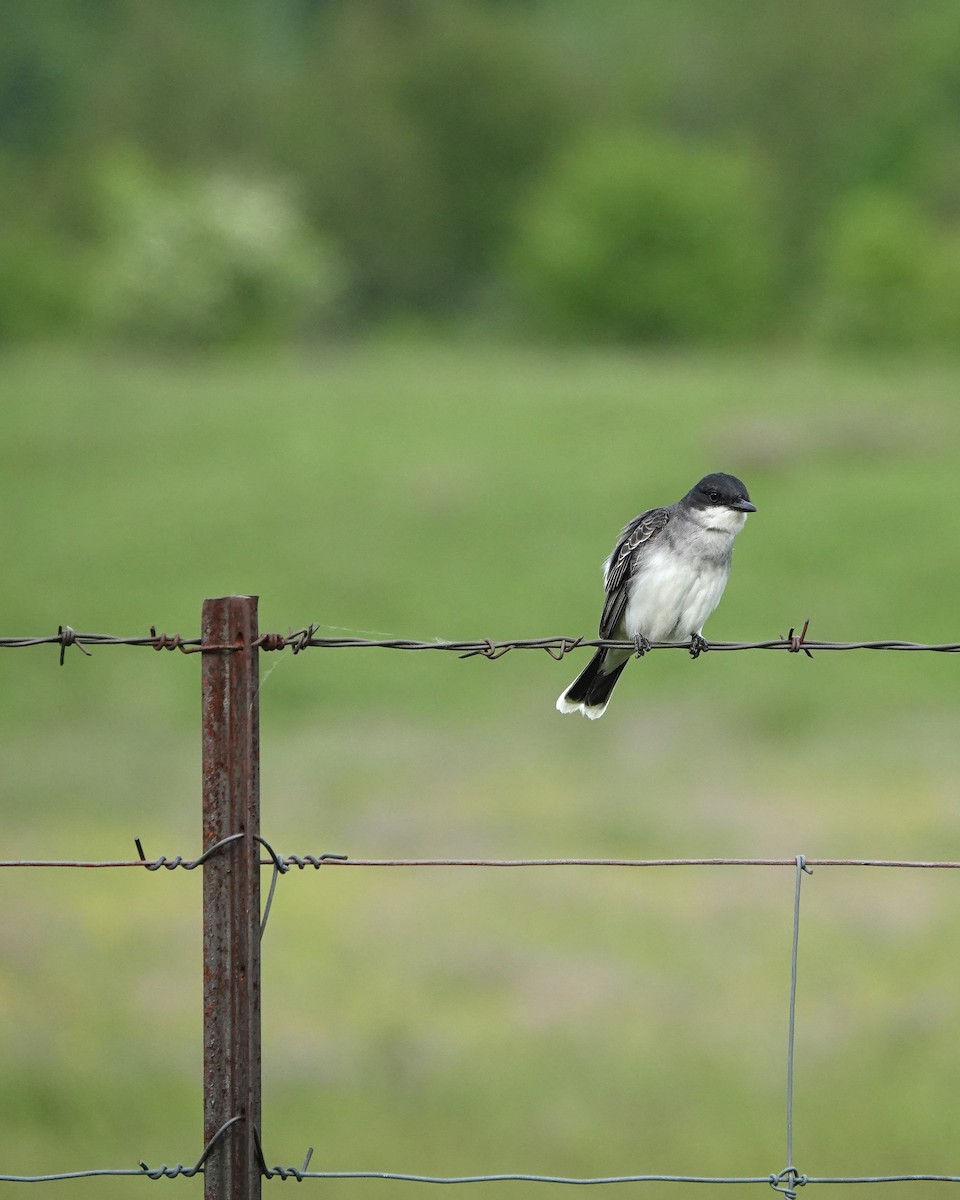 Eastern Kingbird - ML620512907