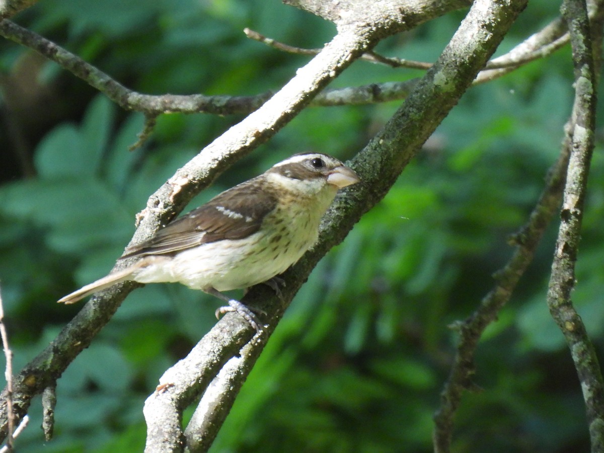 Rose-breasted Grosbeak - ML620512920