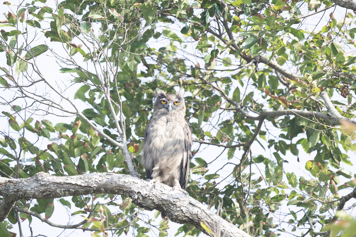 Dusky Eagle-Owl - ML620512928