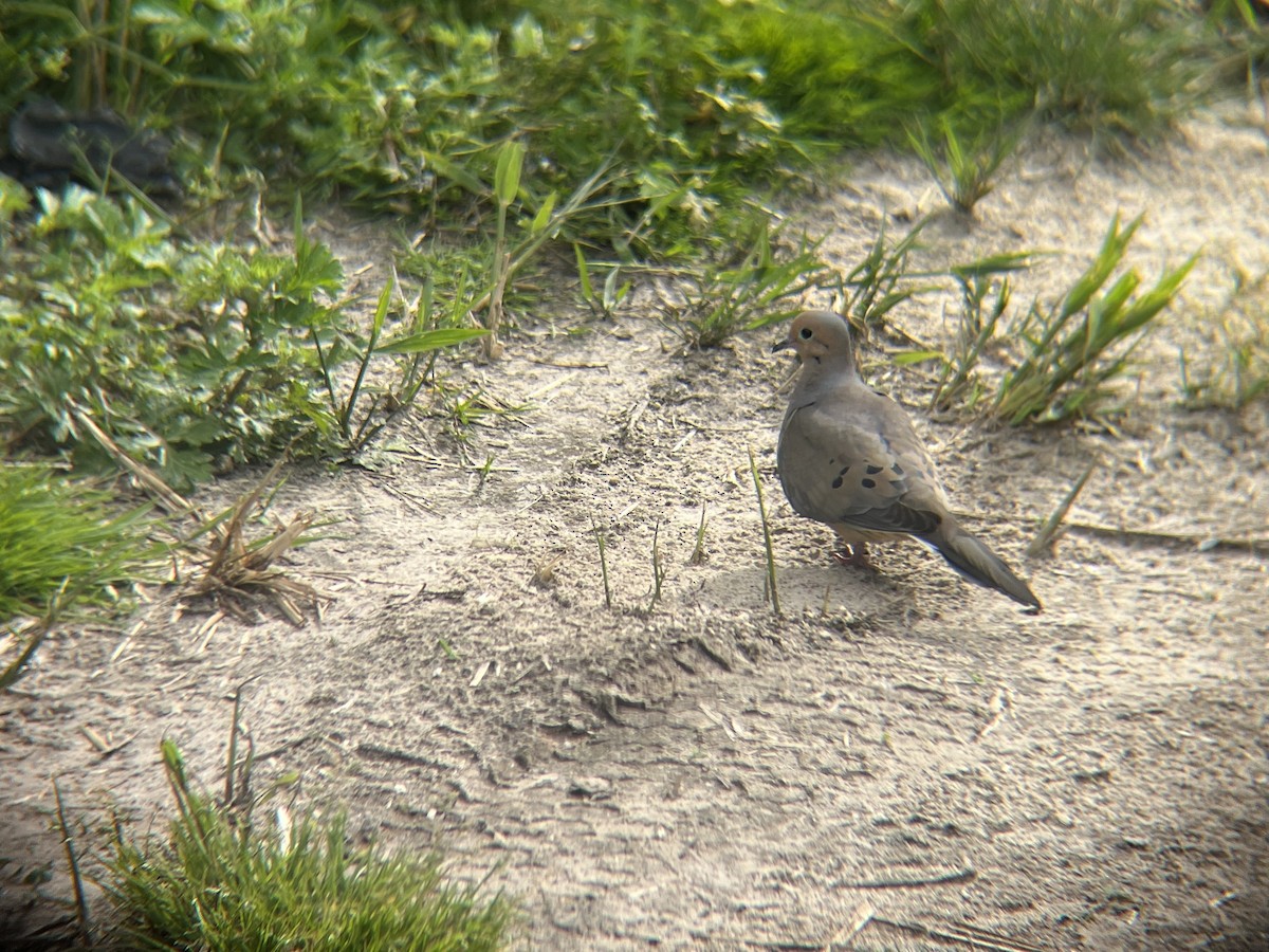 Mourning Dove - ML620512931