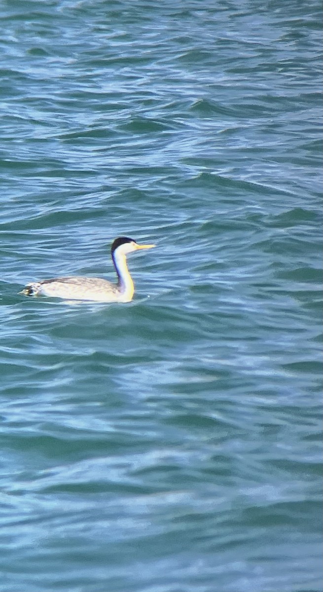 Clark's Grebe - ML620512935