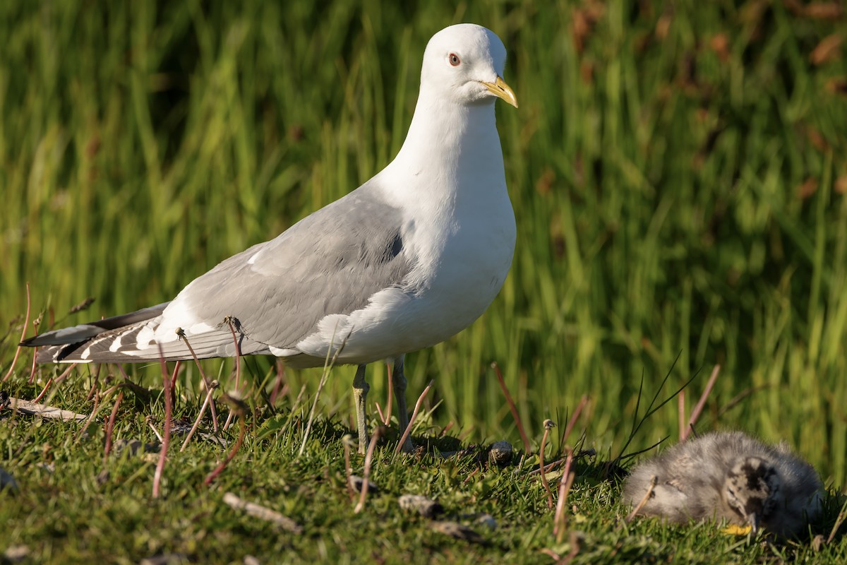 Short-billed Gull - ML620512938