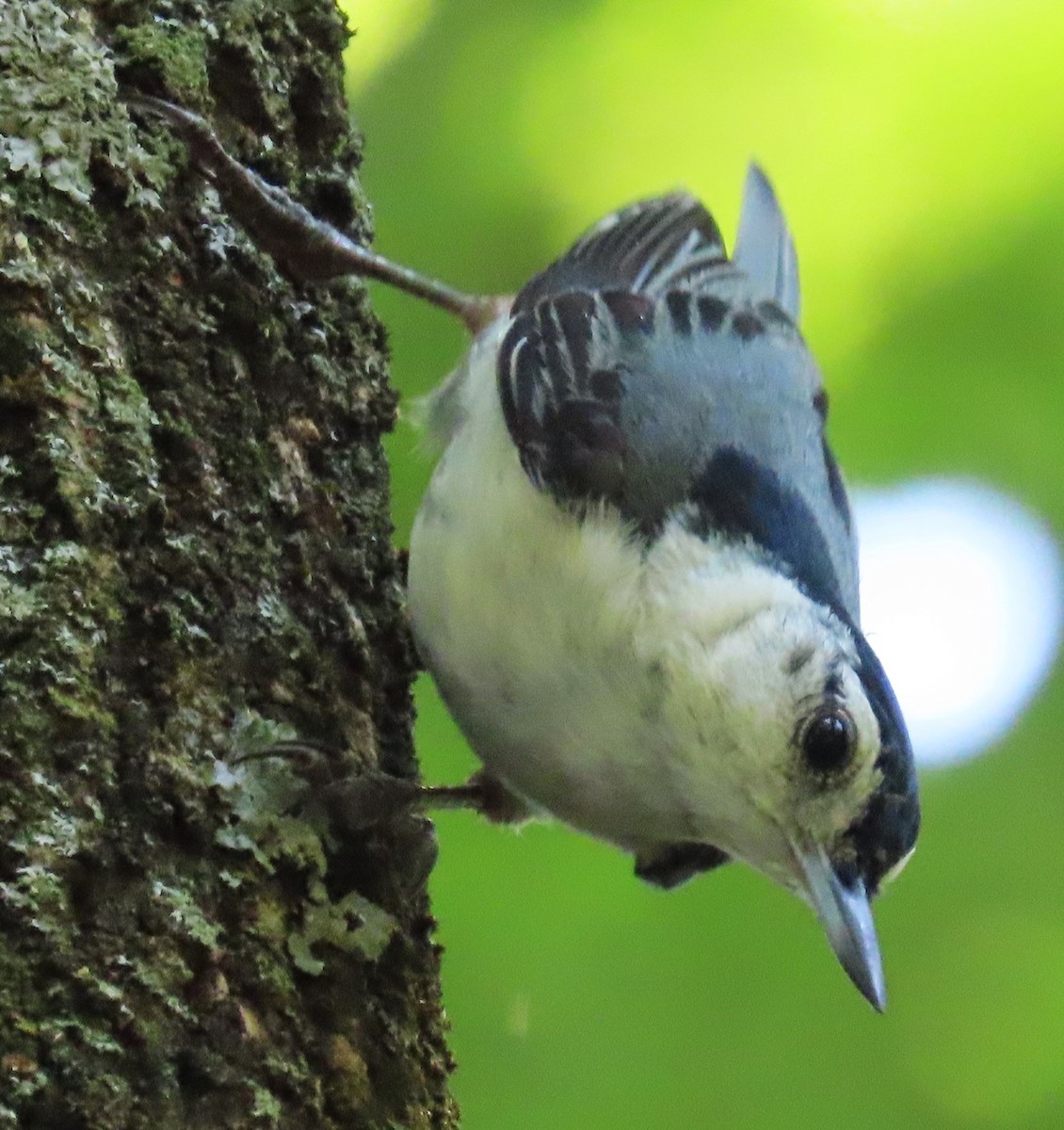White-breasted Nuthatch - ML620512942