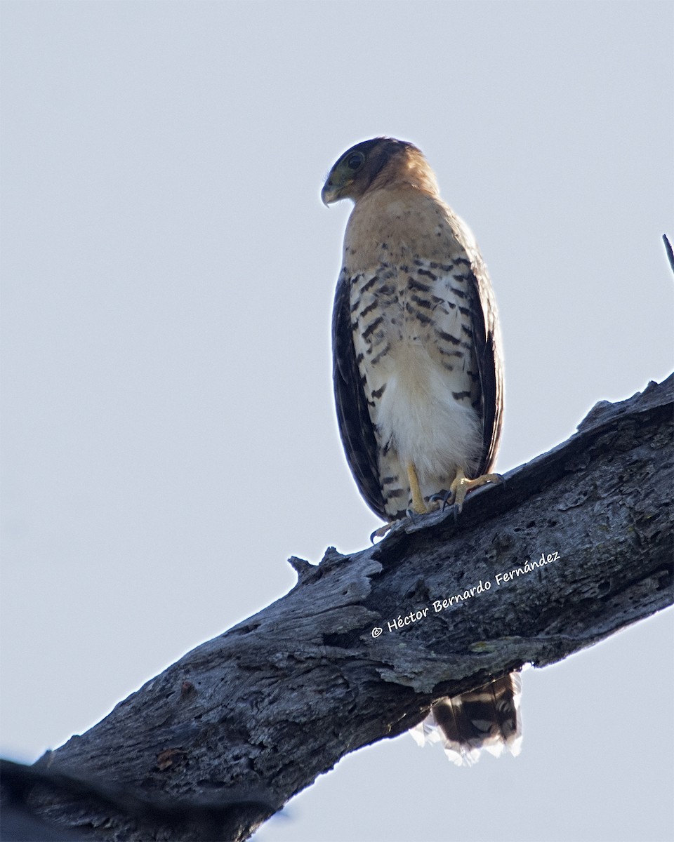 クビワモリハヤブサ - ML620512947