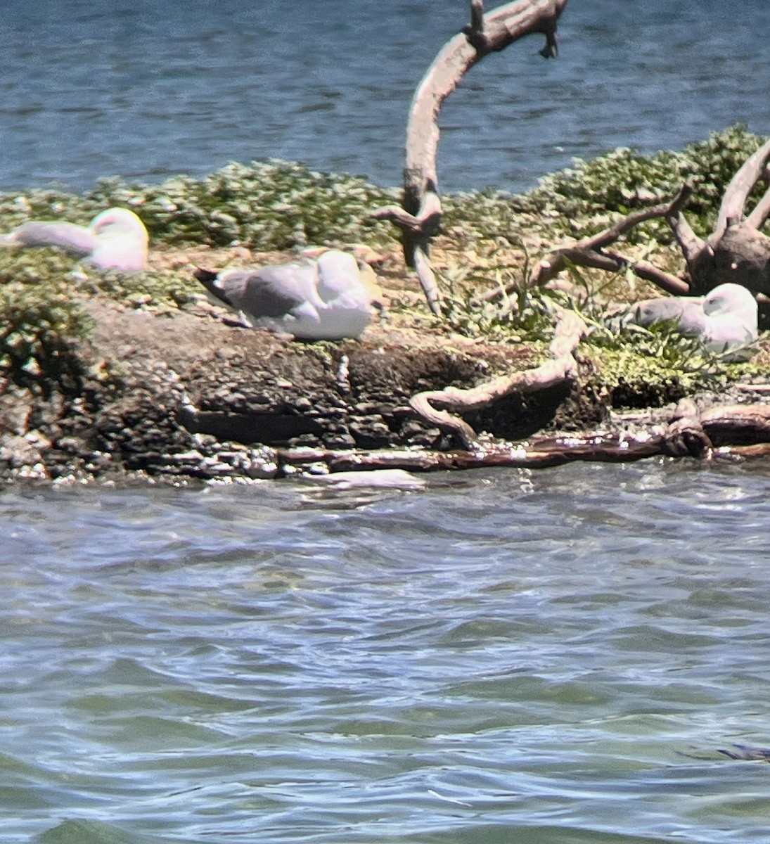 Gaviota Californiana - ML620512950