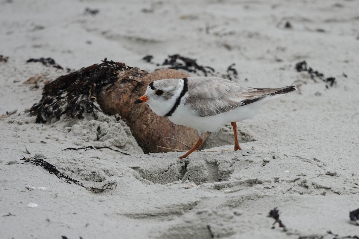Piping Plover - ML620512954