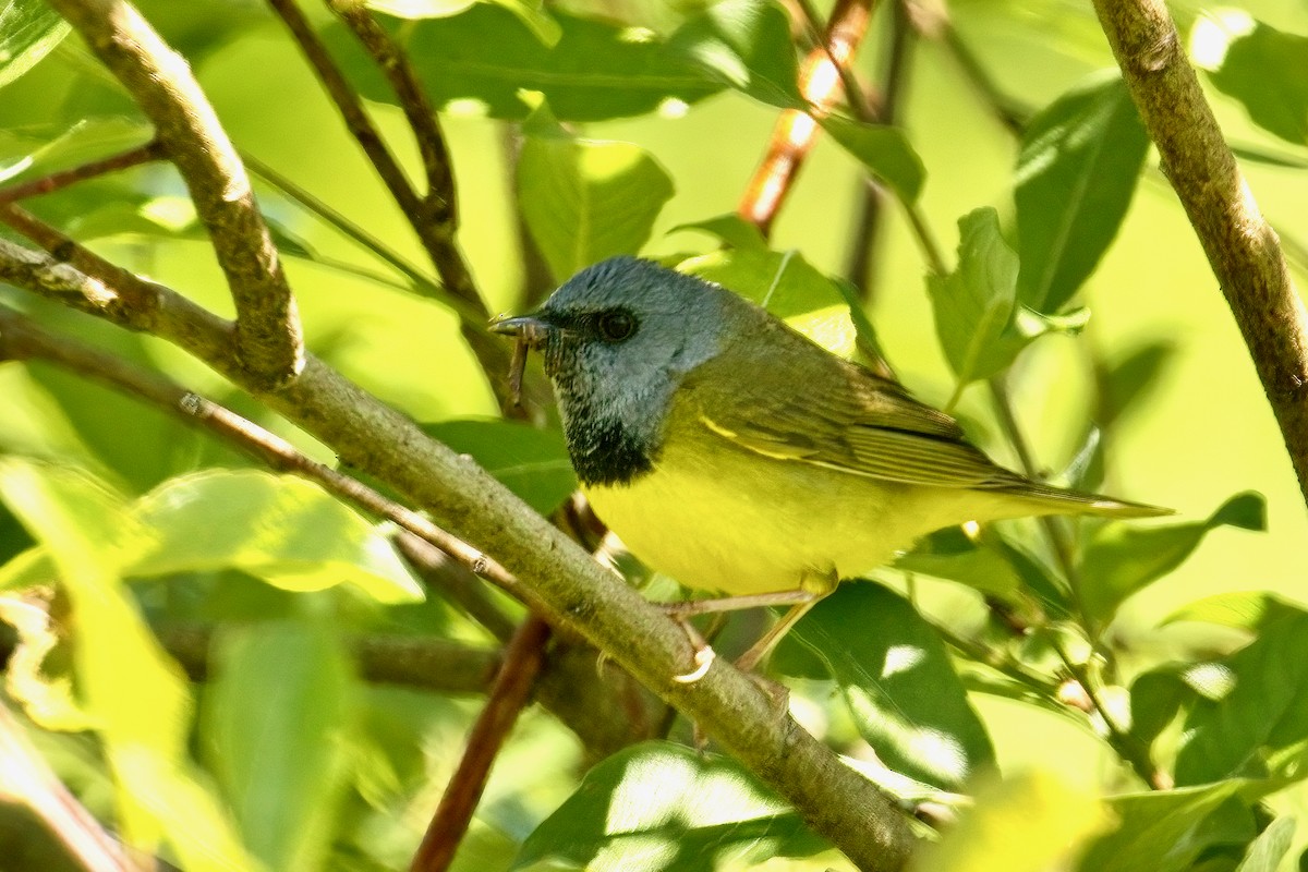 Mourning Warbler - ML620512955