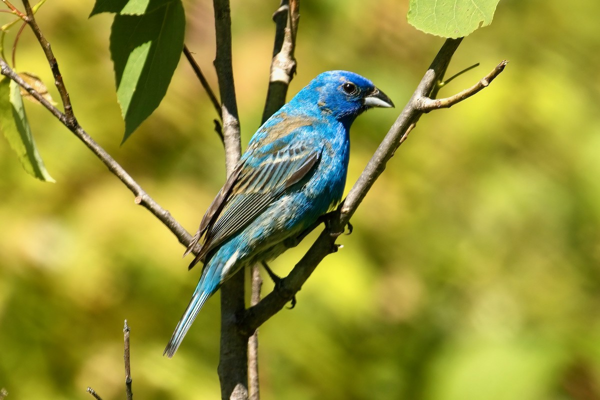 Indigo Bunting - ML620512962