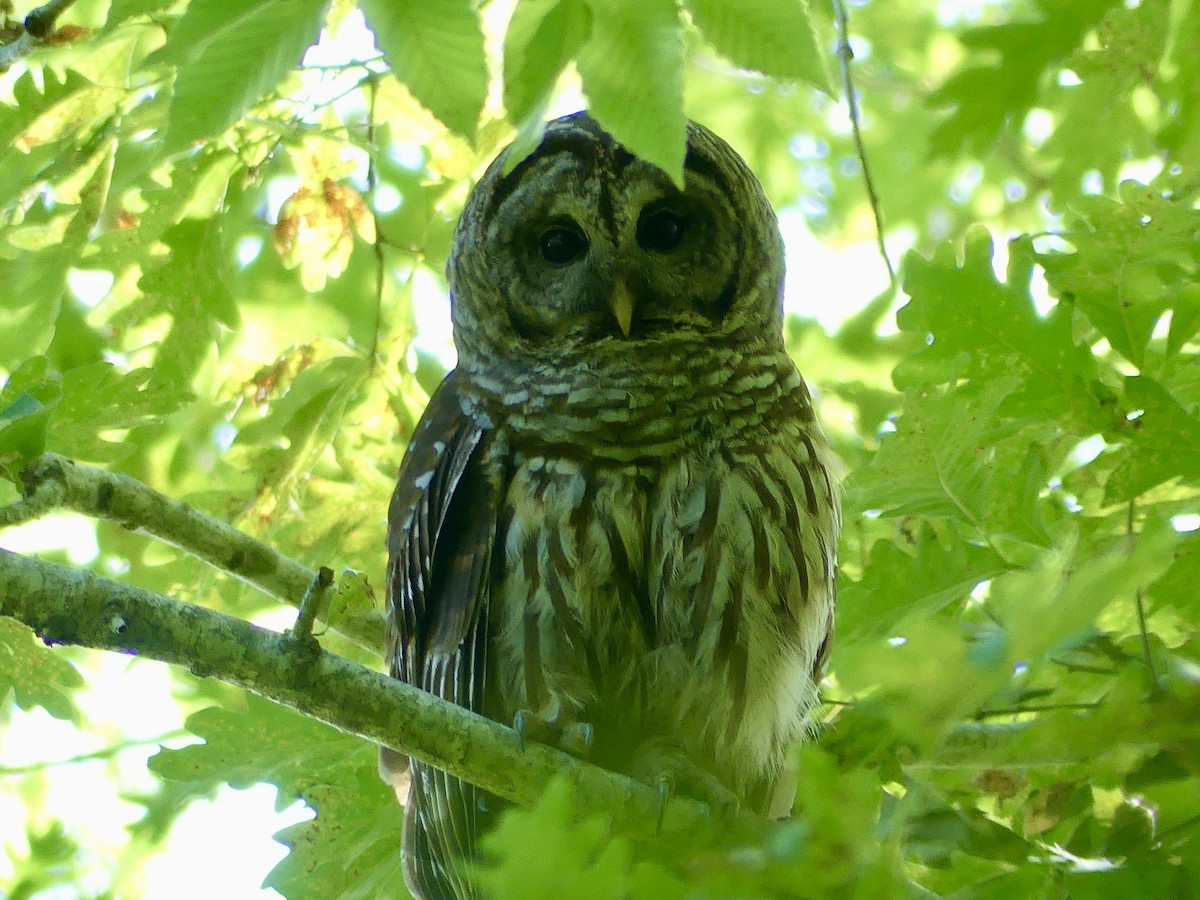 Barred Owl - ML620512963