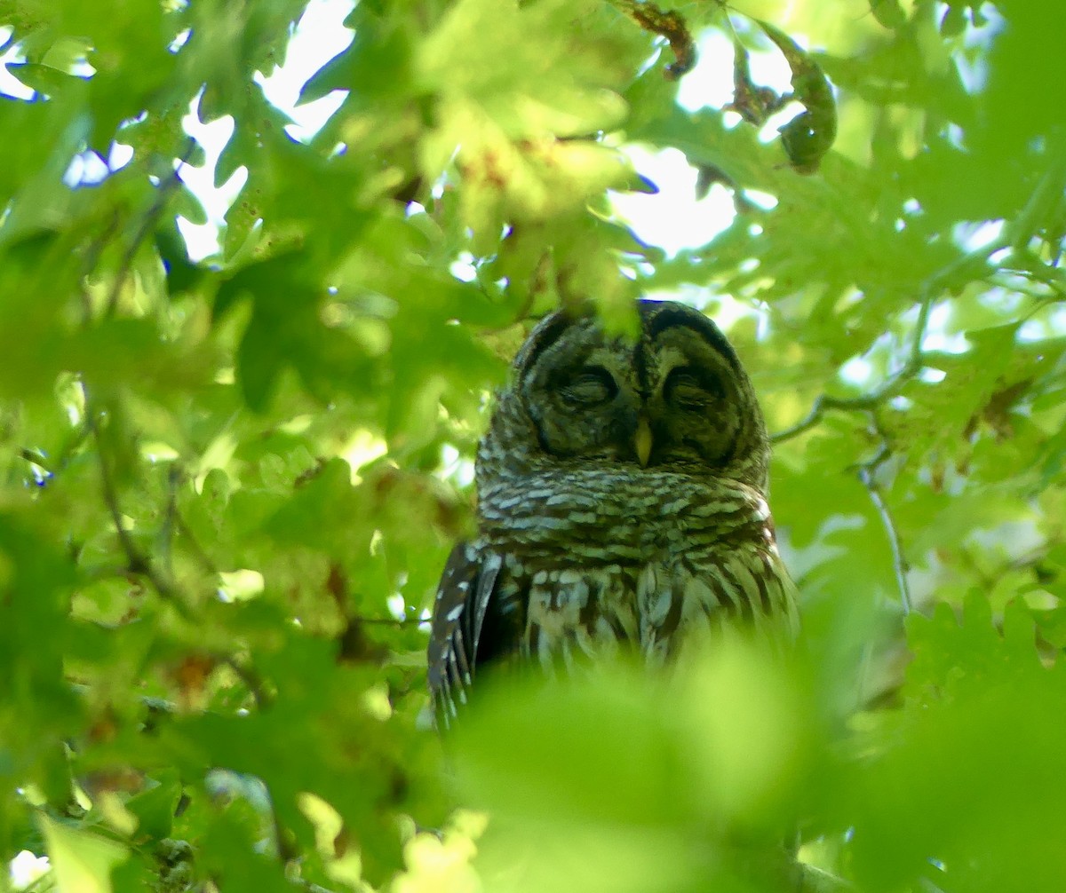 Barred Owl - ML620512965