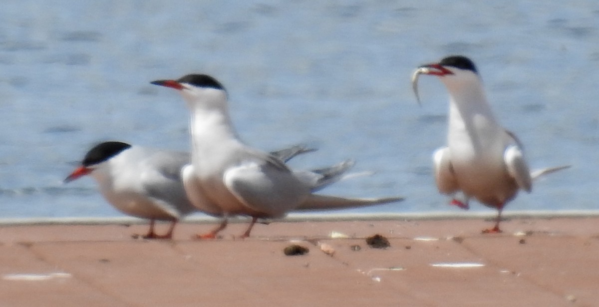 tern sp. - ML620512967