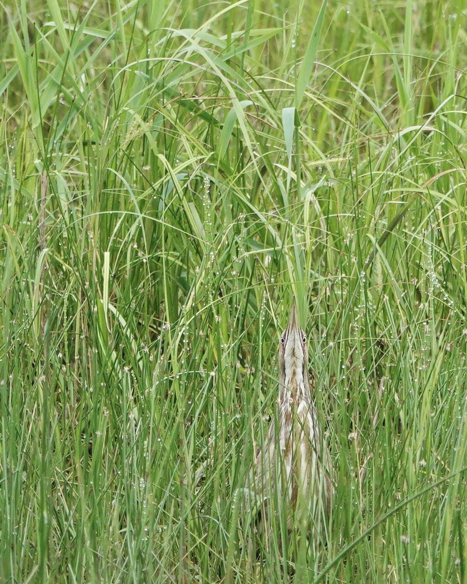 American Bittern - ML620512968