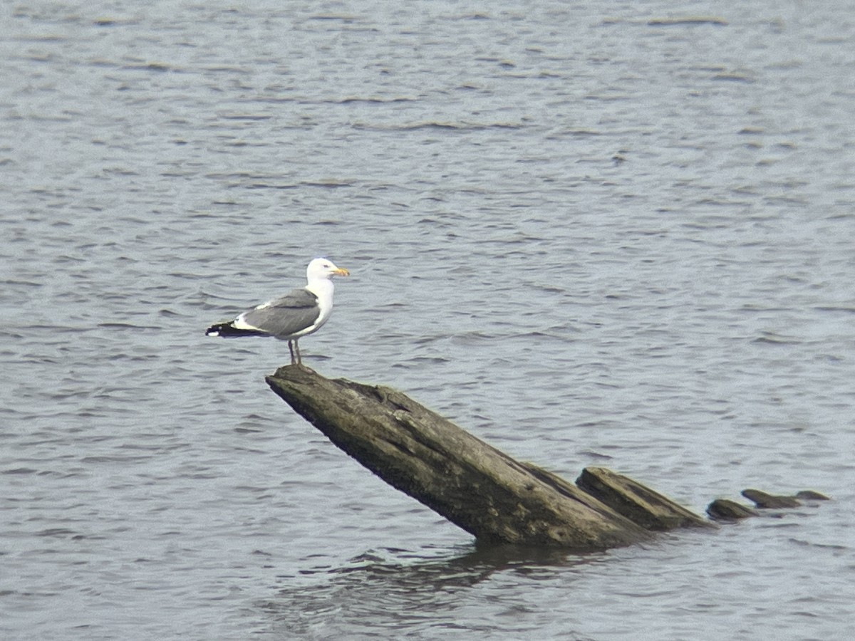 Herring Gull - Alex Kennedy