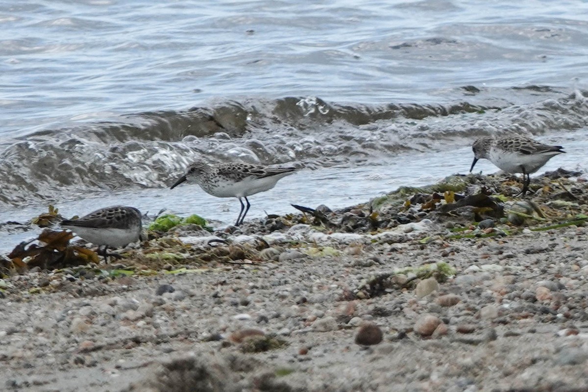 Bécasseau sanderling - ML620512973