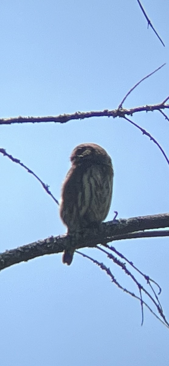 Northern Pygmy-Owl - ML620512977