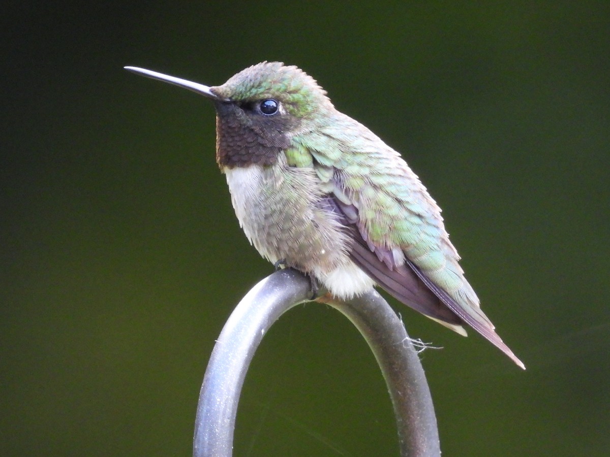 Colibri à gorge rubis - ML620512979