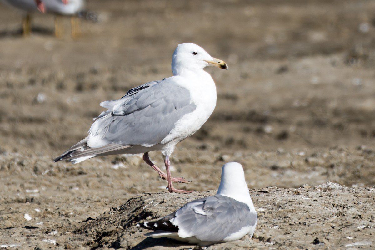 Glaucous-winged Gull - ML620512997